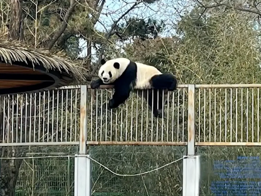 Ce panda a trouvé la parade pour s'échapper de son enclos